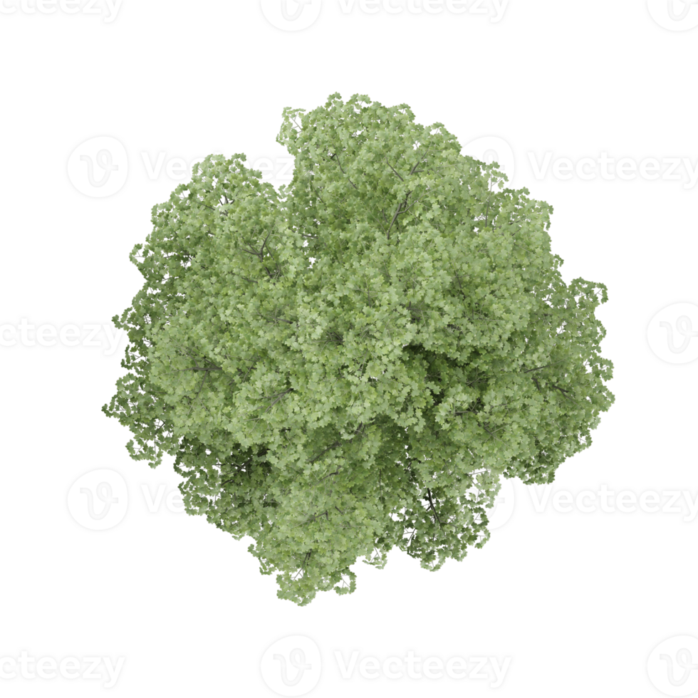 Top view of Green beech tree on isolated Canvas png