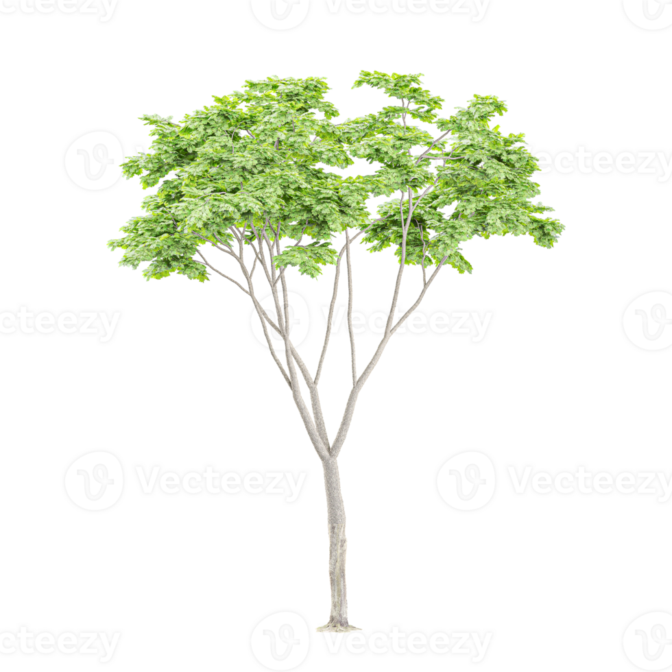 Monkey pod tree isolated on transparent Canvas png