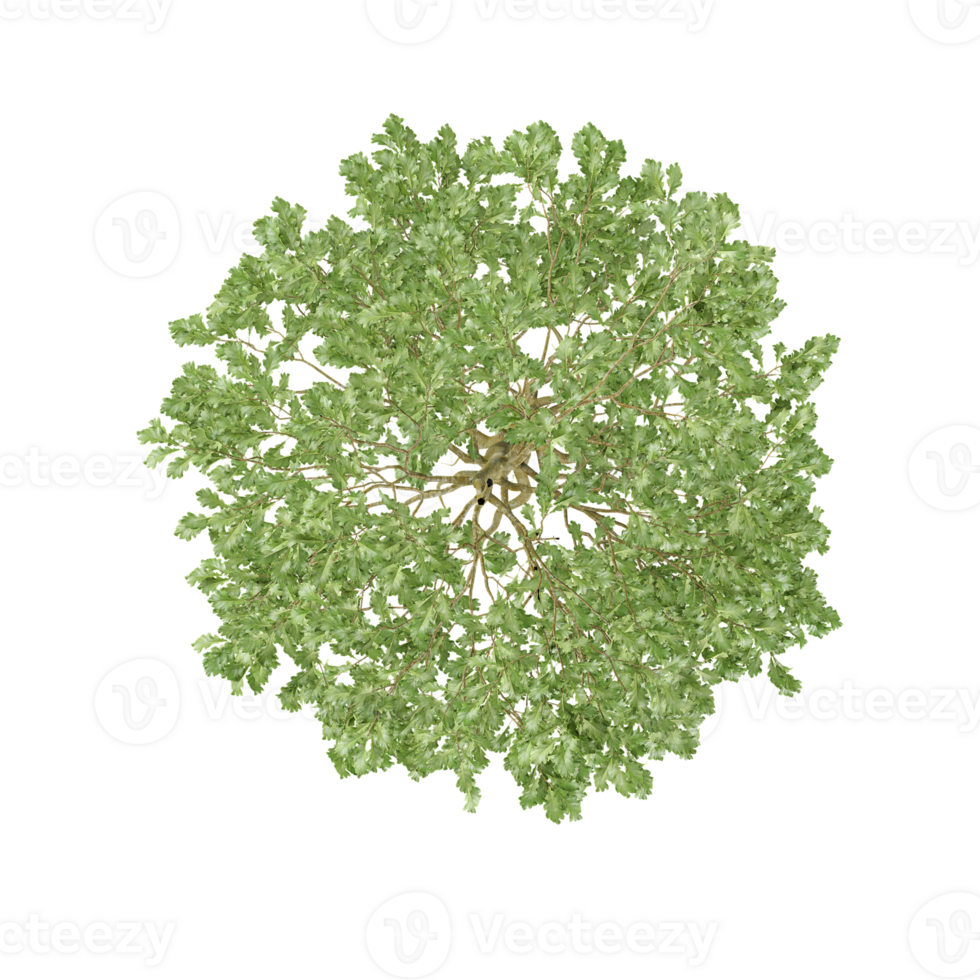 Top view of Silver birch tree on isolated Canvas png