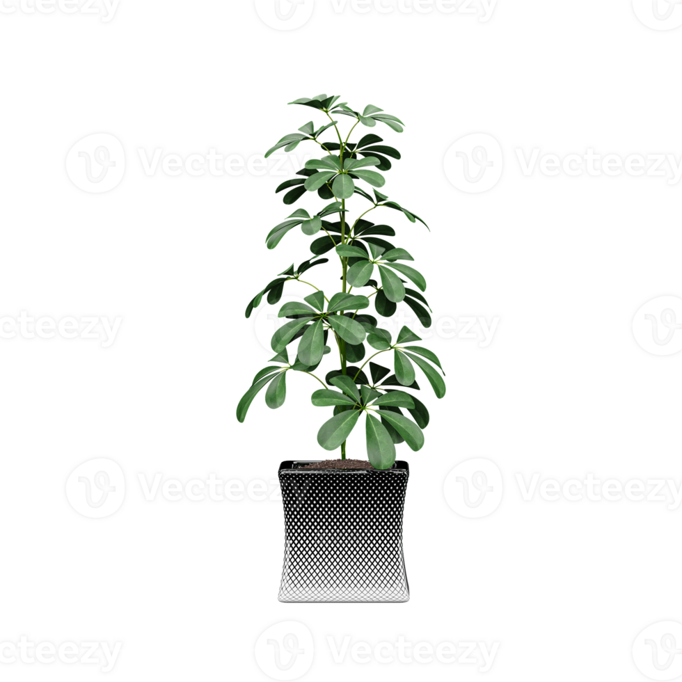 3d rendering of Dwarf umbrella tree isolated on transparent Canvas png