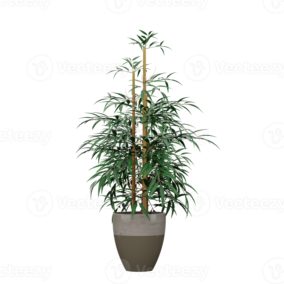3d rendering of Royal bamboo plant in pot on isolated Canvas png