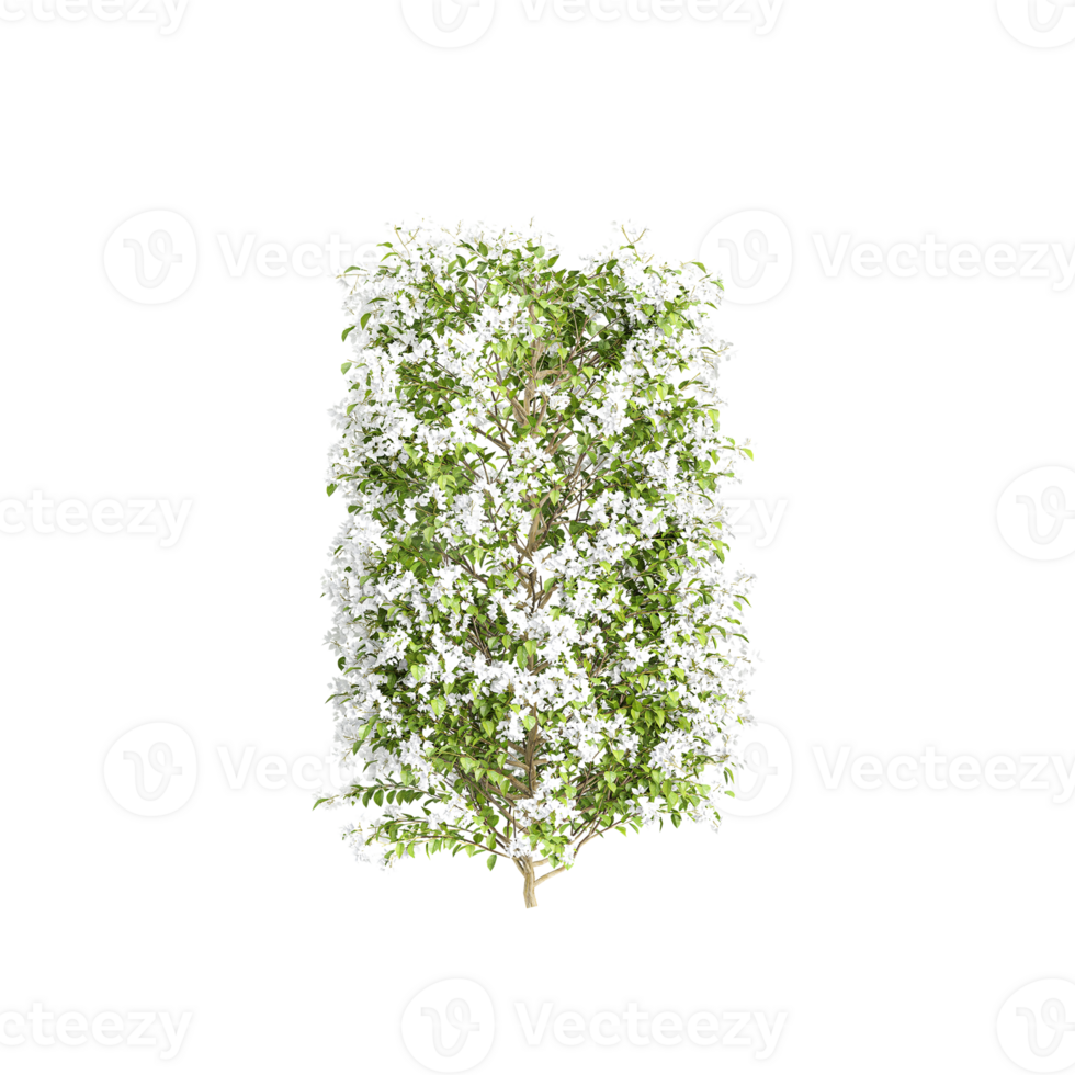 Jasmine flower plant isolated on transparent Canvas png
