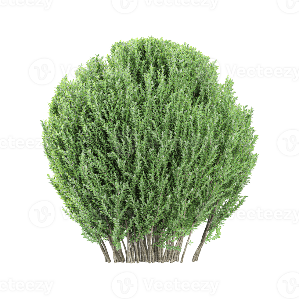 3d rendering of Box plant isolated on canvas png
