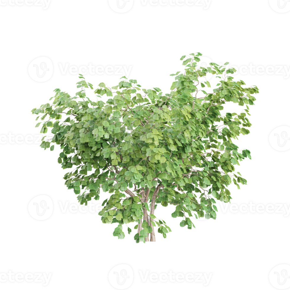 set of Ginkgo Biloba Maidenhair tree on canvas png
