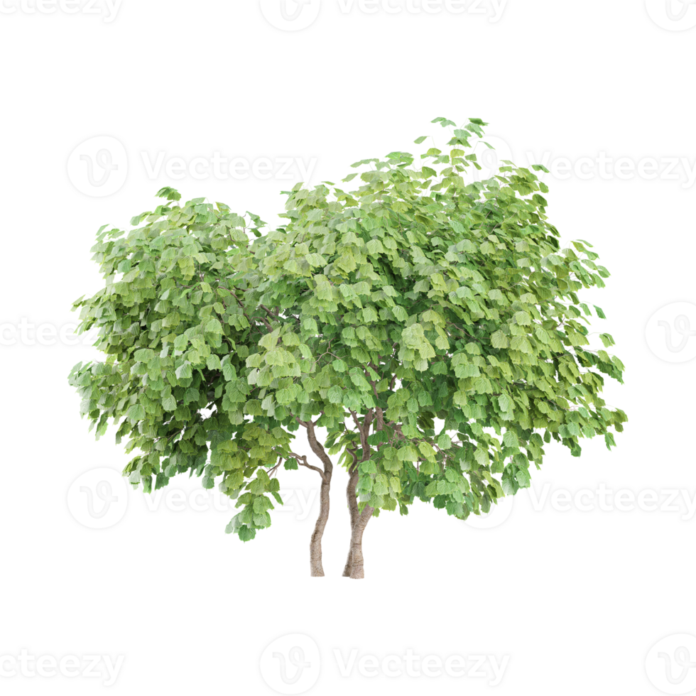 Nature object tree isolated png