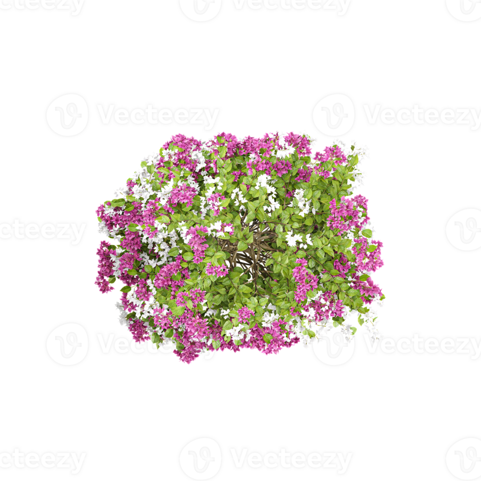 Bougainvillea flower plant isolated on transparent Canvas png