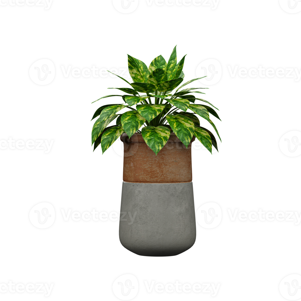 3d rendering of Aglaonema in pot isolated on transparent Canvas png