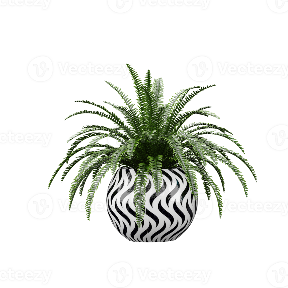 Fern Plants in pot on isolated Canvas png
