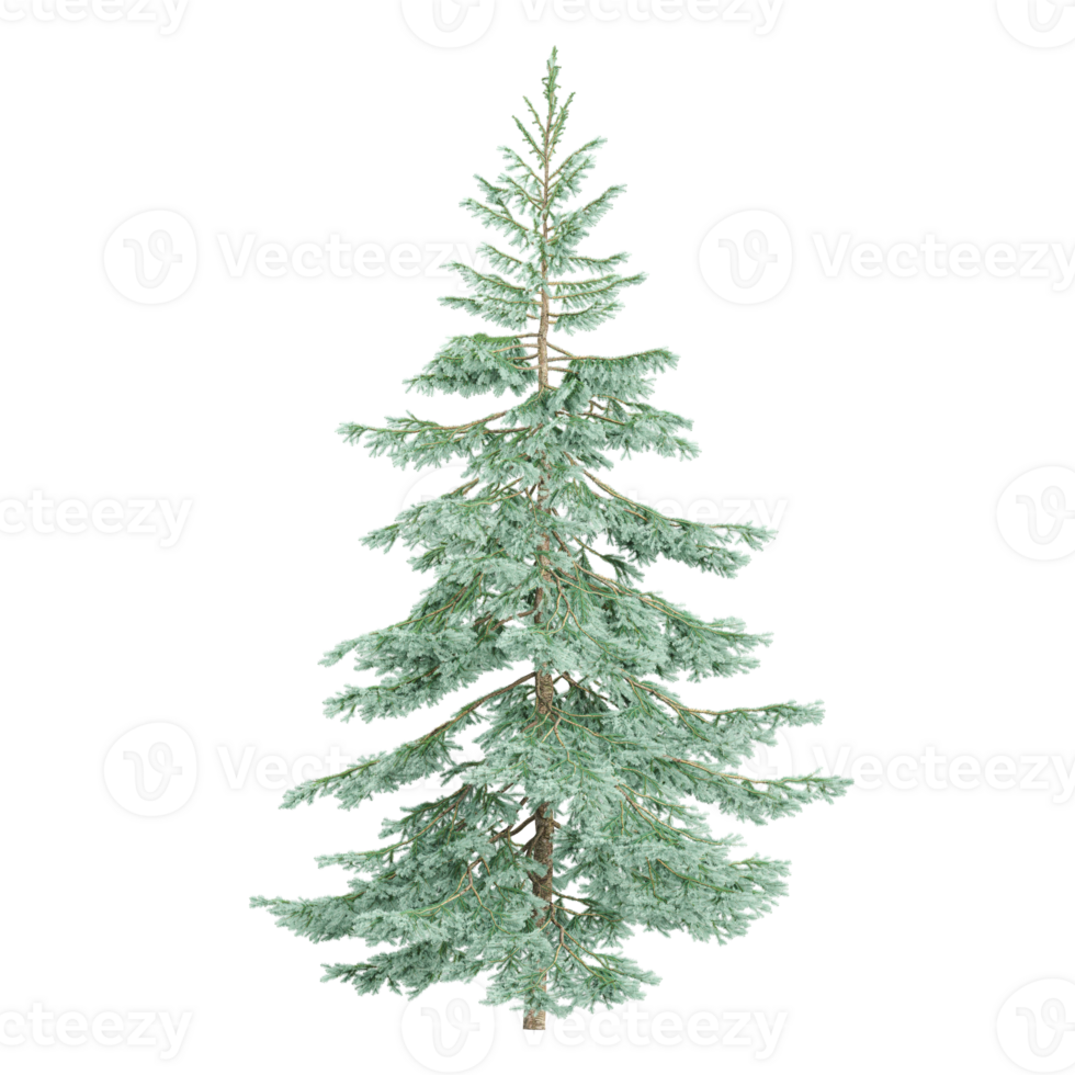 Bare Christmas tree isolated on transparent Canvas png