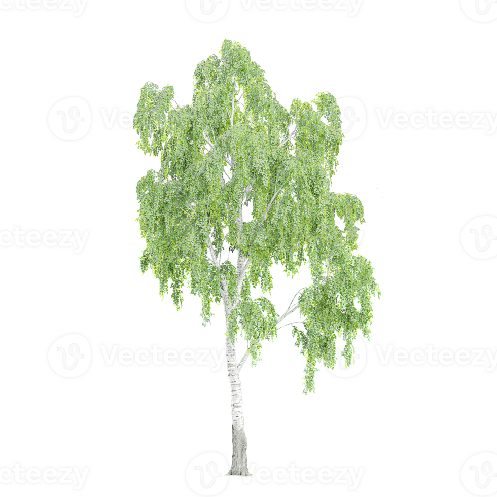 Silver birch tree on isolated Canvas png
