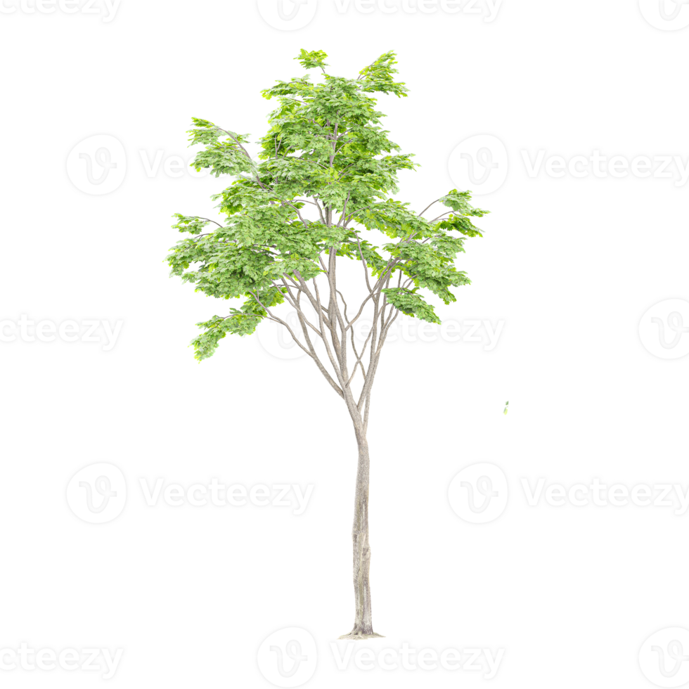 Green tree on isolated Canvas png