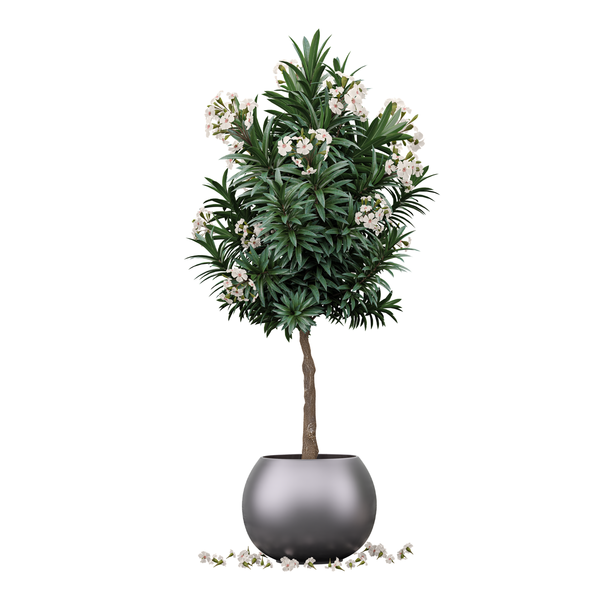 3d Rendering Of Oleander Flower Plant In Pot 47398717 PNG 3d-rendering-of-oleander-flower-plant-in-pot-47398717-png