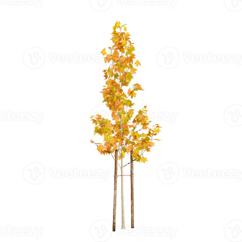 3d rendering of Autumn Yellow tree png