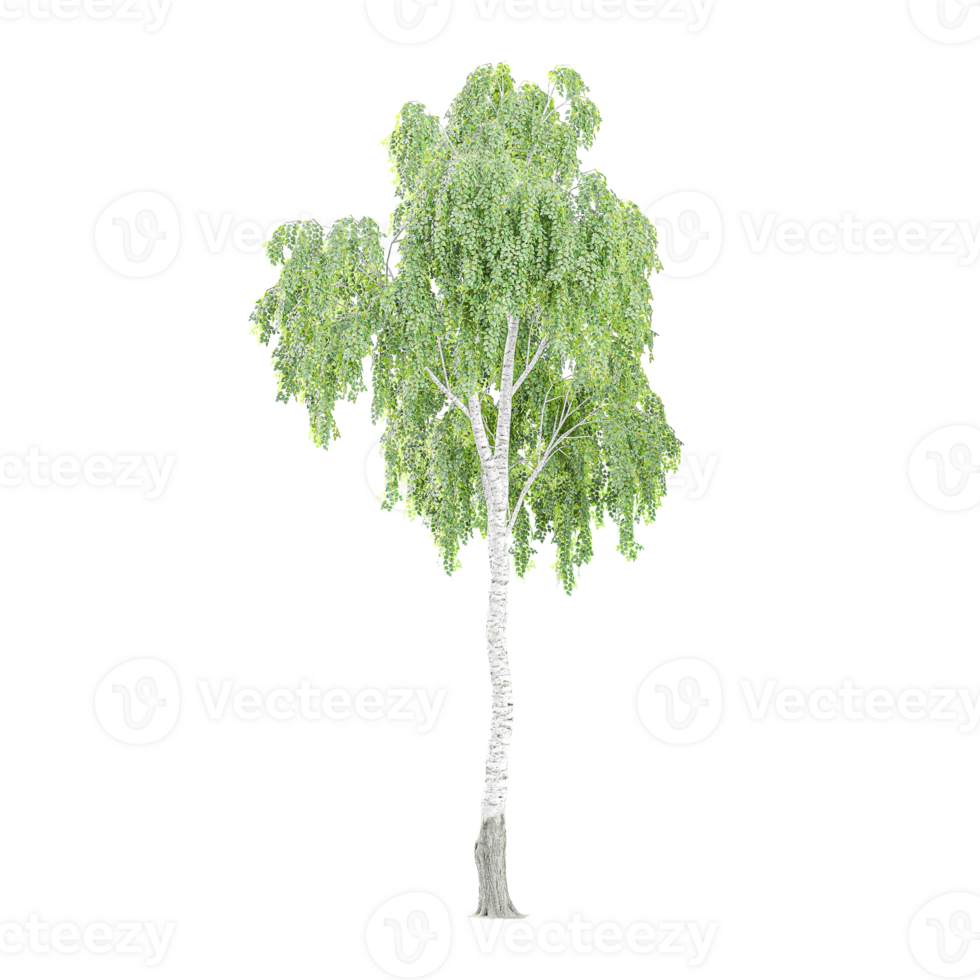 Silver birch plant on isolated Canvas png