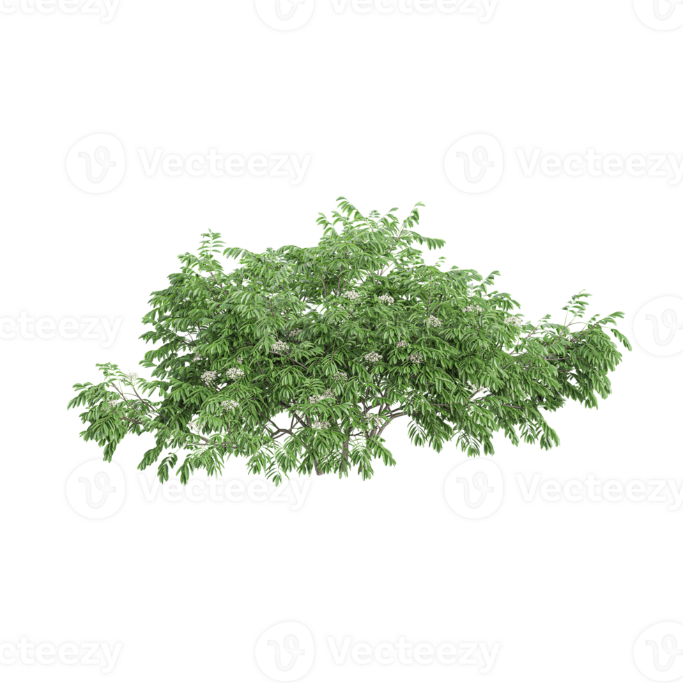 Green beautiful Elm plant isolated on transparent Canvas png