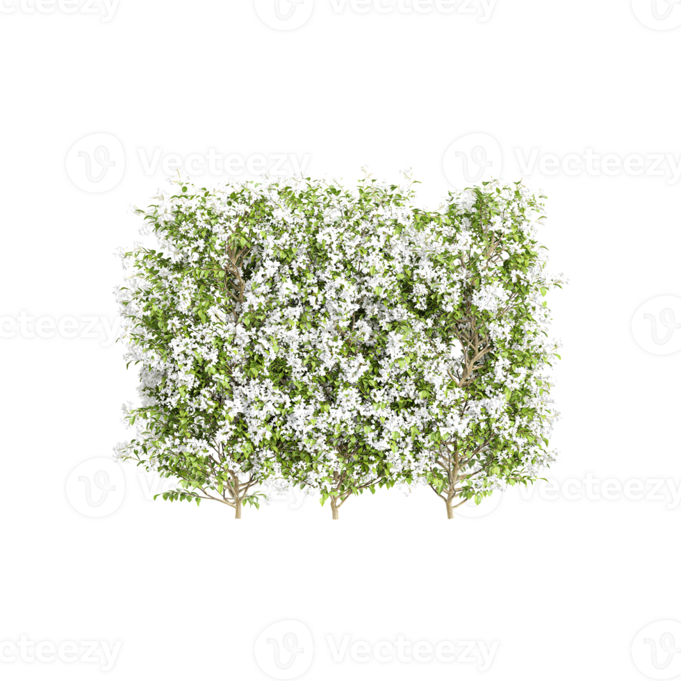 beautiful Jasmine flower plant isolated on transparent Canvas png
