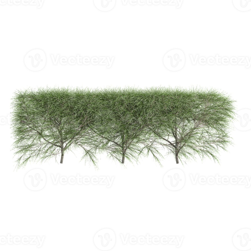 Pine Plant isolated on transparent Canvas png