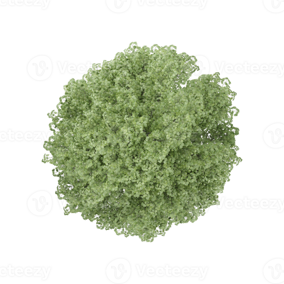 Green beech tree on isolated Canvas from the top view png
