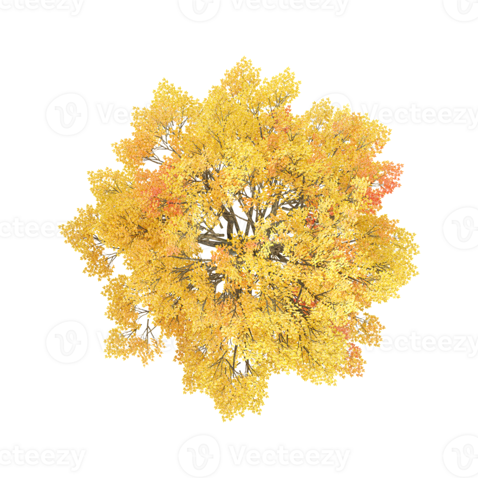 set of isolated fall leaves tree on canvas from top view angel png