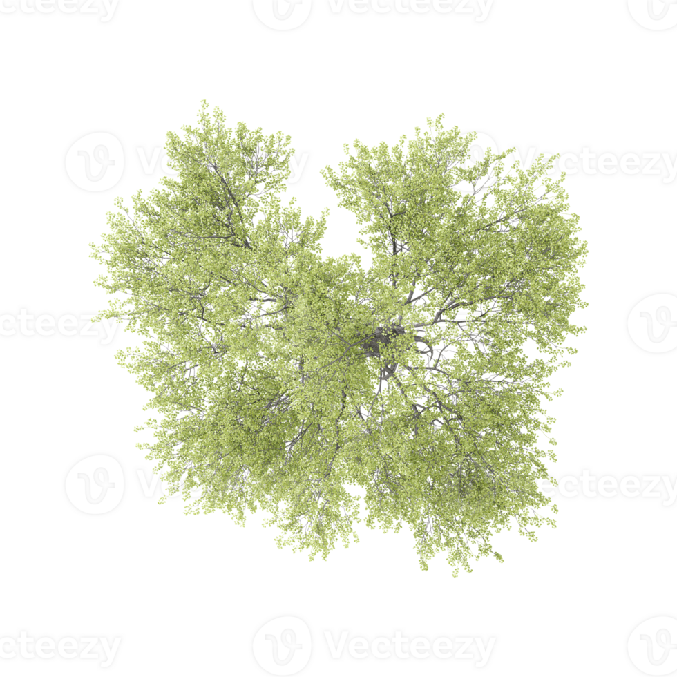 Top view of Monkey pod tree isolated on transparent Canvas png