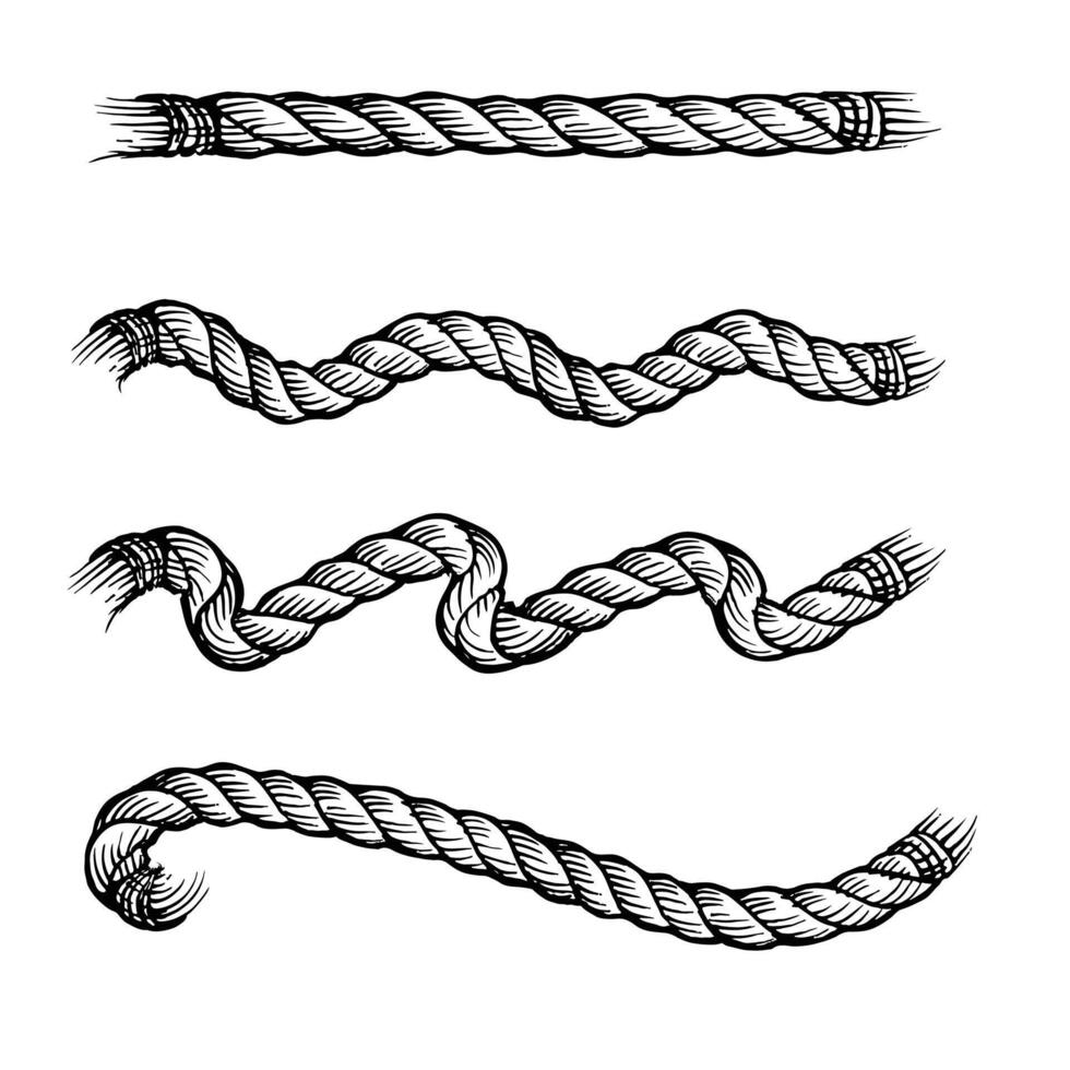 Nautical rope knots. isolated on white. vector