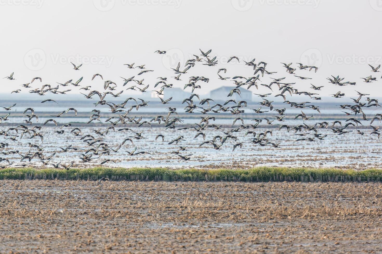 Flock Of Glossy Ibis In Flight Over Donana Wetlands, Sevilla, Spain photo
