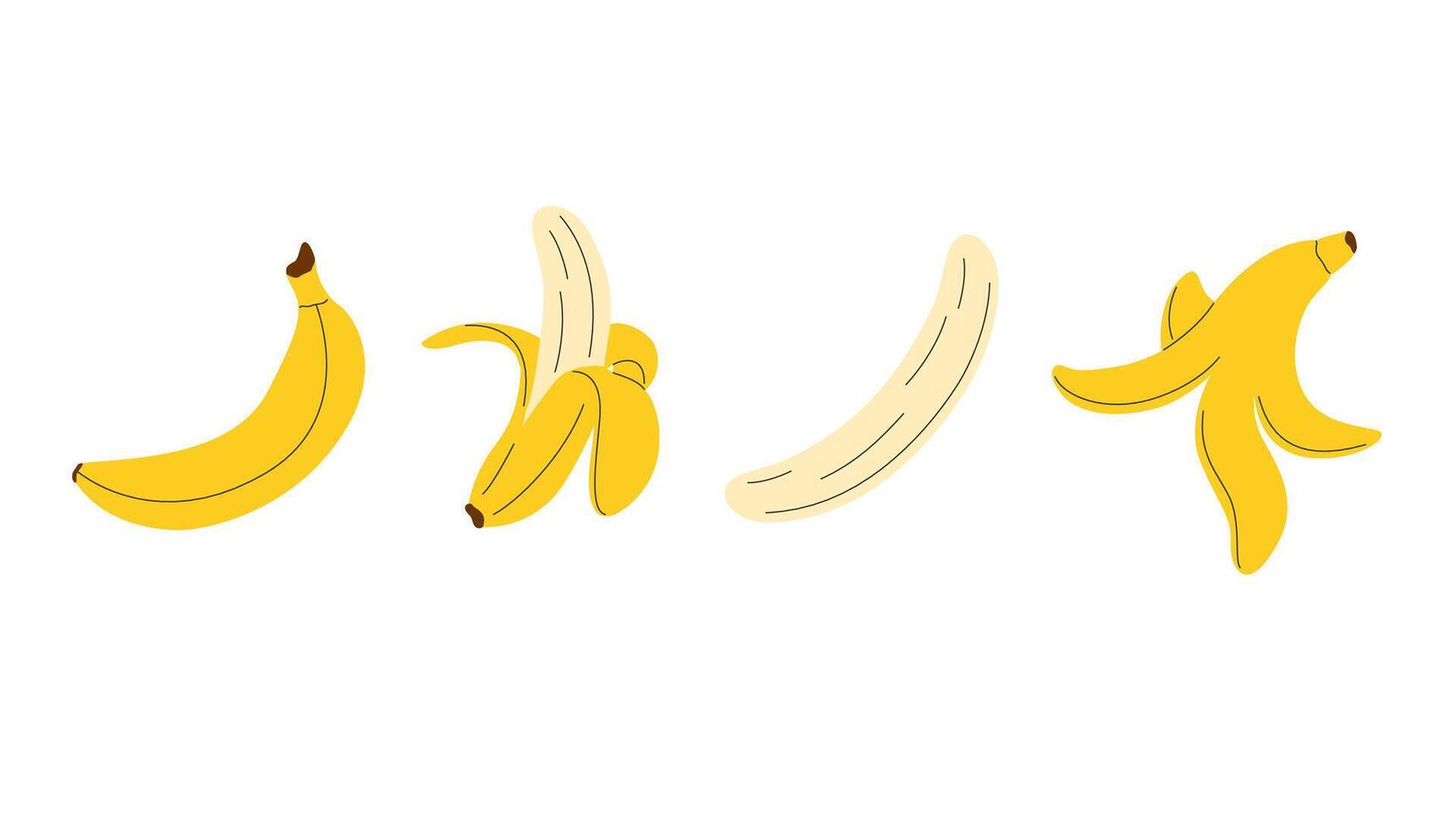 Banana fruit set. Hand drawn collection with bananas. Whole banana, half opened peel, only peel and peeled banana vector
