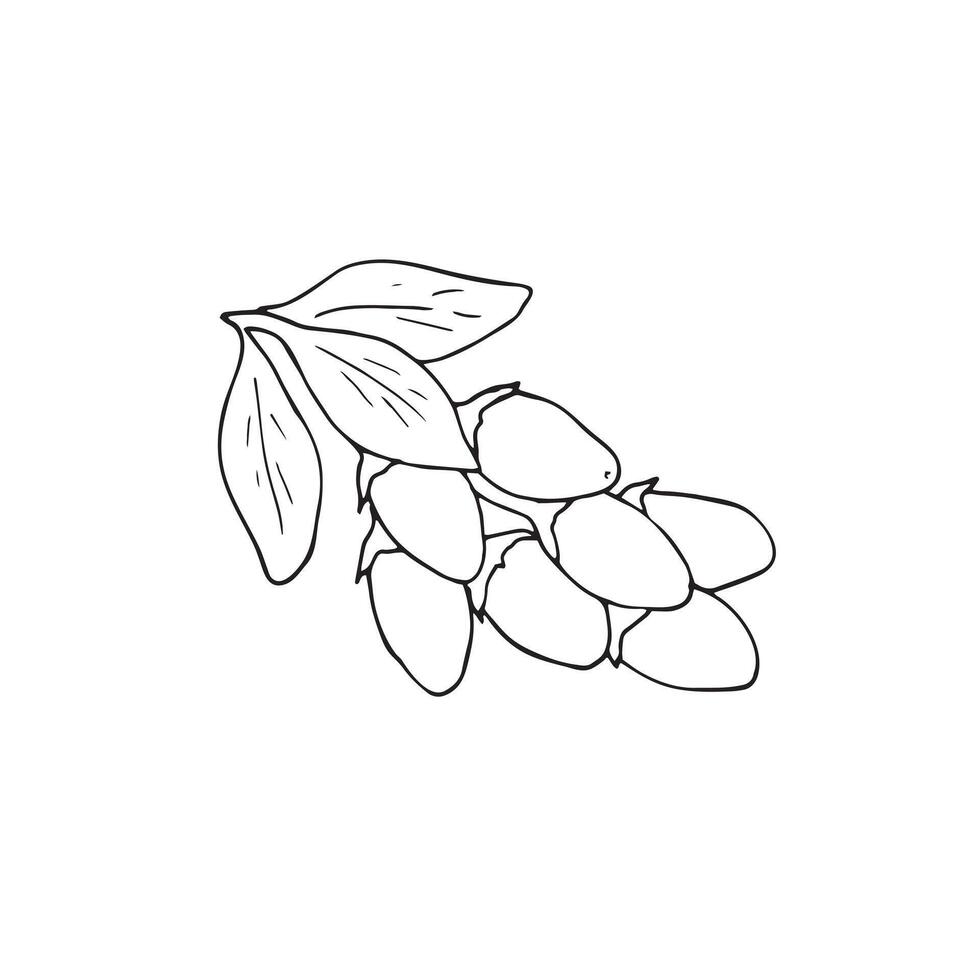 Multiple goji berries on the branch with leaves. Hand-drawn illustration, isolated on white. vector