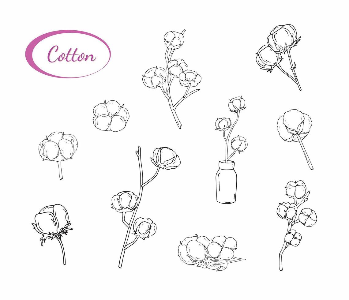 Hand-drawn cotton branch set. Fluffy cotton branch in a vase. Illustration in sketch style, isolated. Print for design of packaging, invitations, and labels. vector