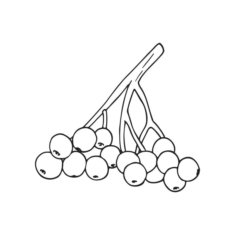 Hand-drawn sketch of Elderberry. Organic fresh product element for labels, posters, printing, packaging, and cards. vector