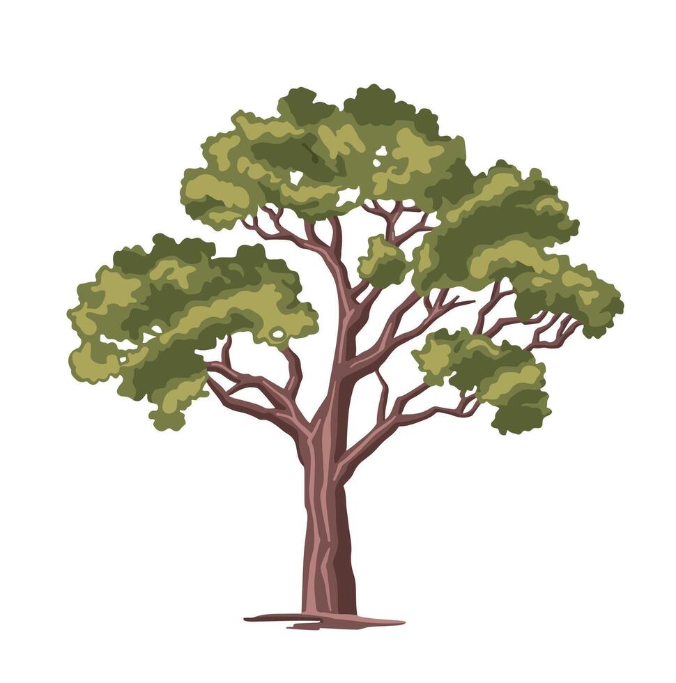 Color illustration of a deciduous poplar tree. vector