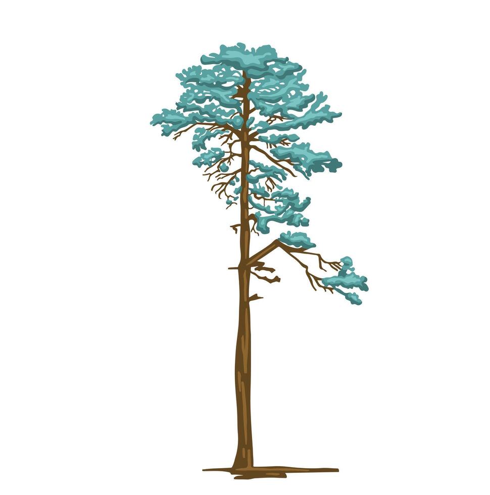 Colored simple illustration of pine tree mast drawing vector