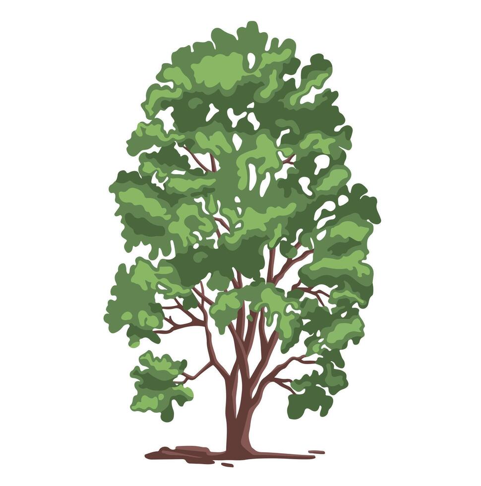Colored simple illustration of deciduous birch tree. vector
