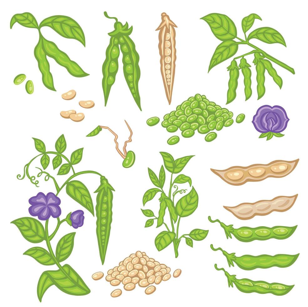 Soybean set with pods, sprouts and stems. cartoon style illustration vector