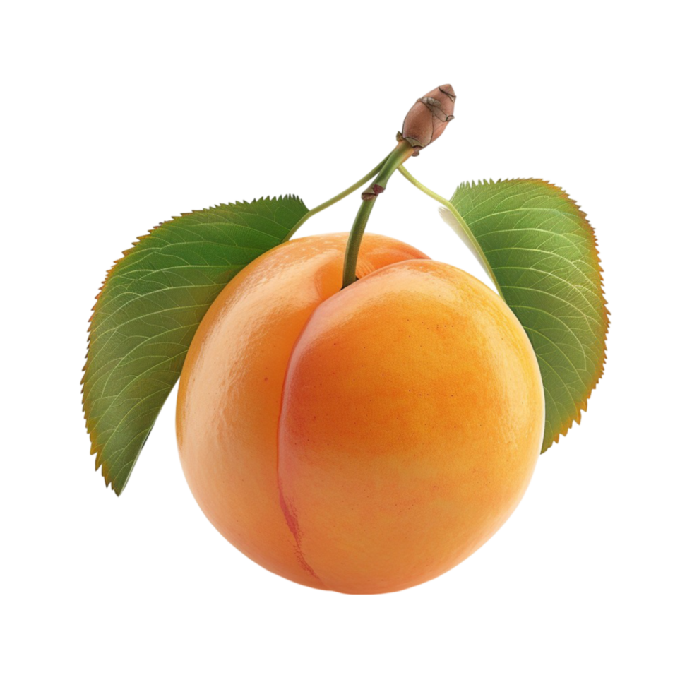 Apricot fruit with leaves on transparent background. png