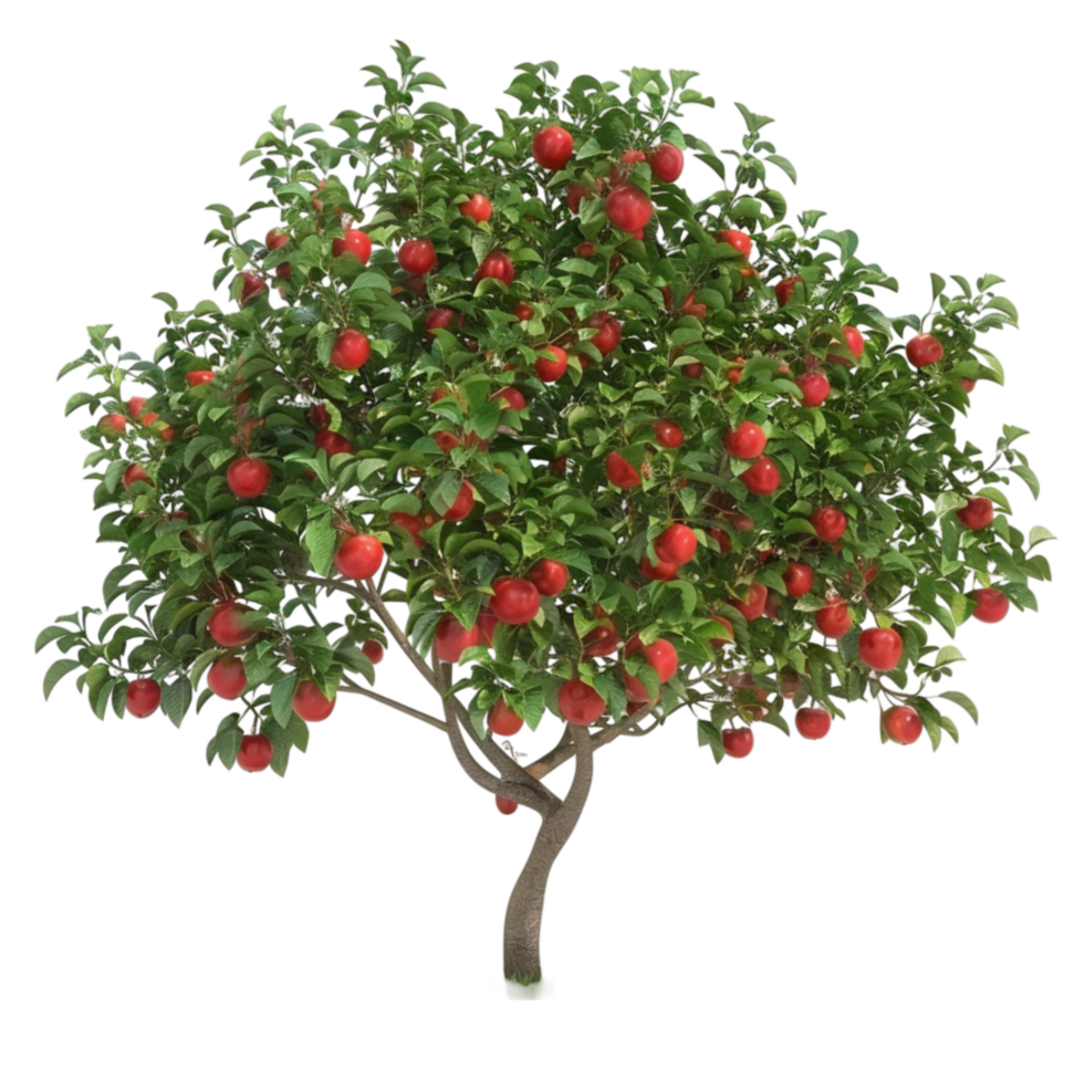 Apple Tree with red fruits on a transparent background. png