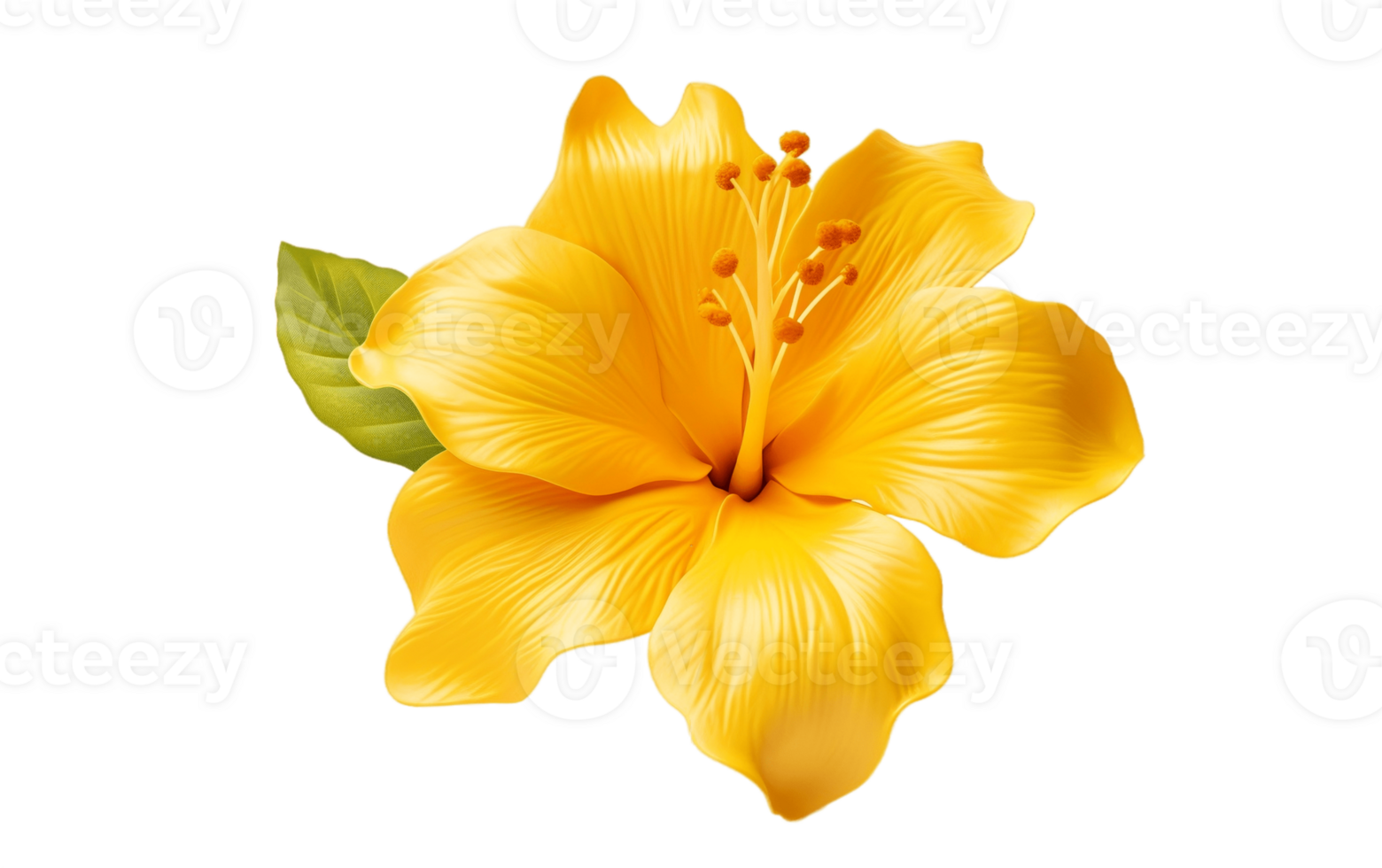 Yellow Flower on White Transparent Background png