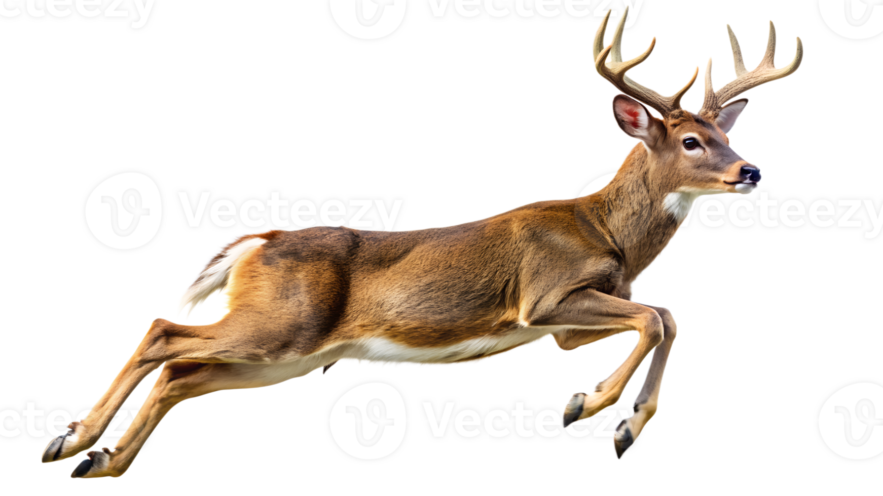 Photograph a deer leaping on mid-air isolated on a translucent background png