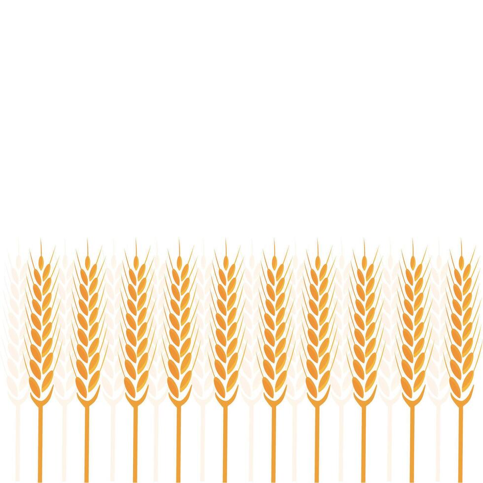 Wheat field for illustration. realistic wheat background. illustration vector