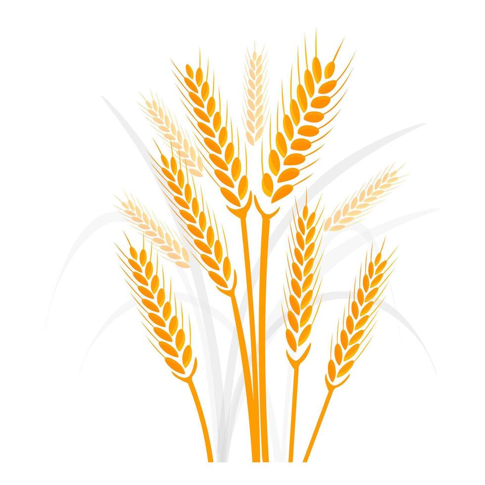 wheat composition on a white background. illustration vector