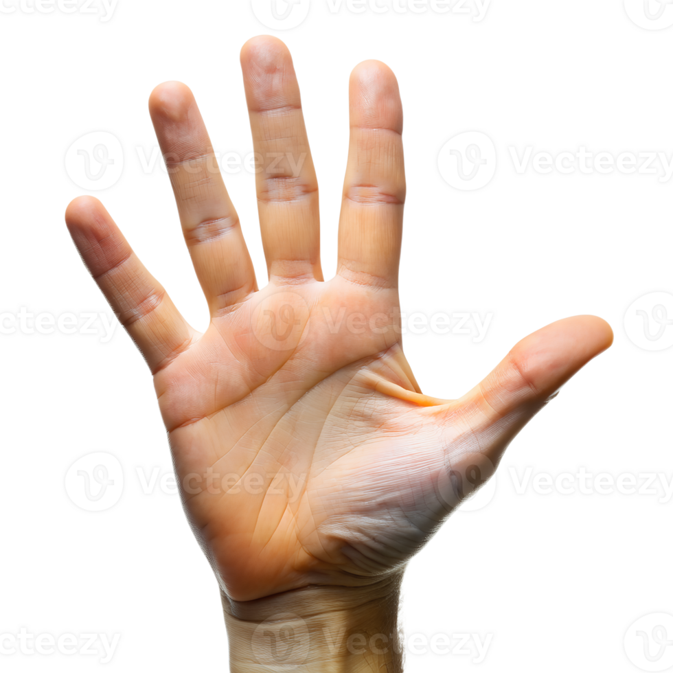 hand isolated isolated on background png
