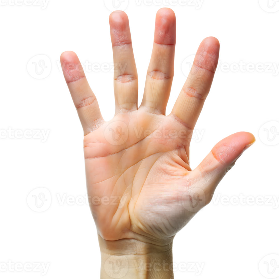 hand isolated isolated on background png