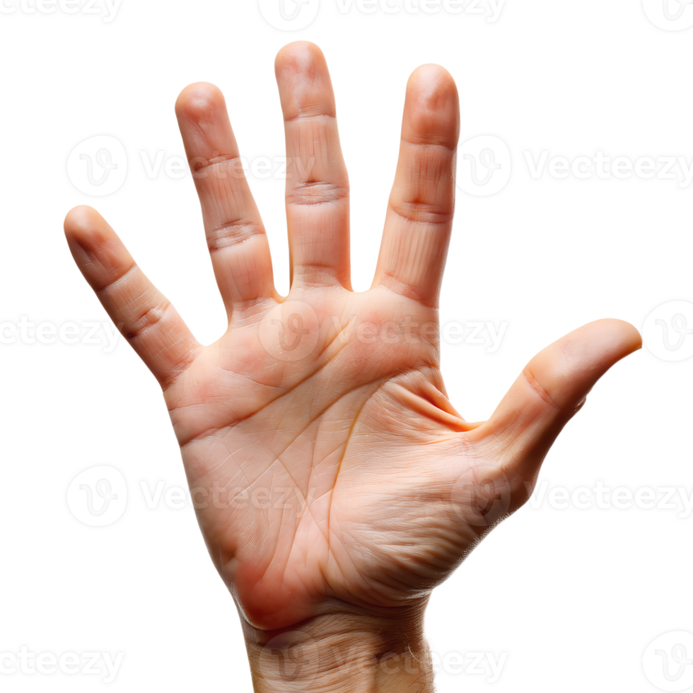 hand isolated isolated on background png
