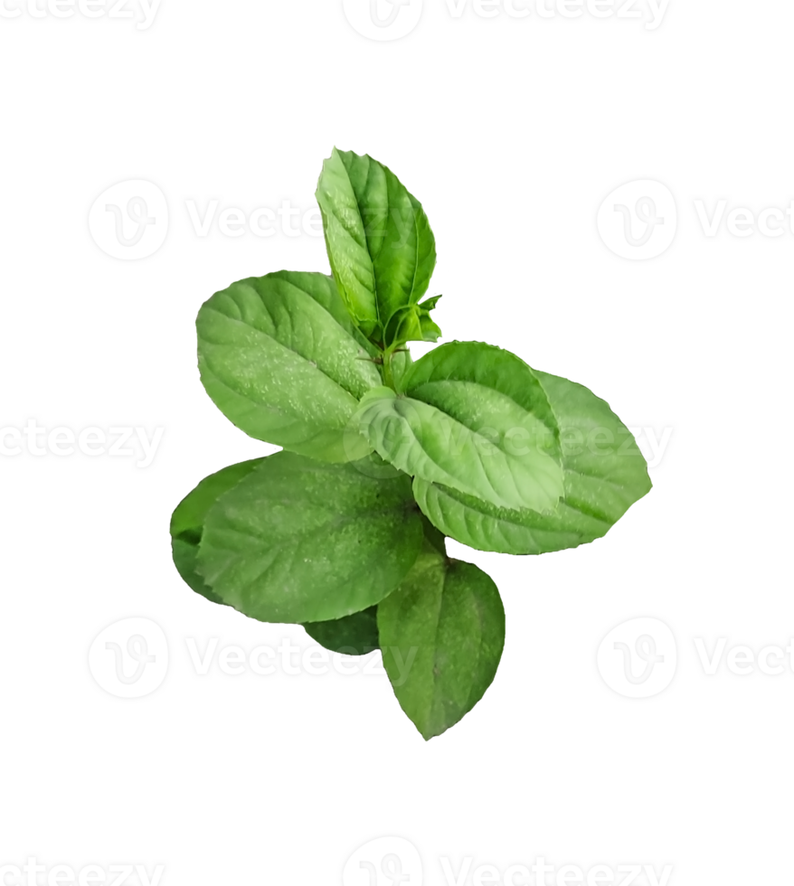 green leaves of a plant on a transparent background, green basil plant on transparent background, png