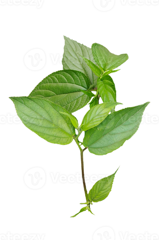 a basil plant on a transparent background, green leaves of a plant on a transparent background, green basil plant on transparent background, png