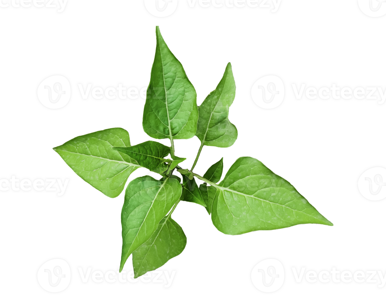 a basil plant green leaves of a plant on a transparent background, green basil plant on transparent background, png