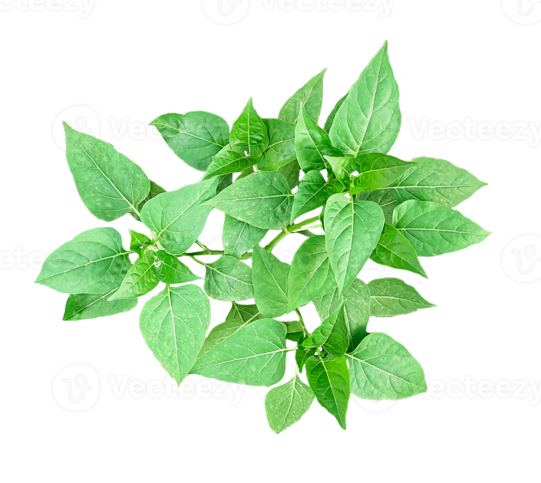 a basil plant on a white background, green leaves of a plant on a transparent background, green basil plant on transparent background, png