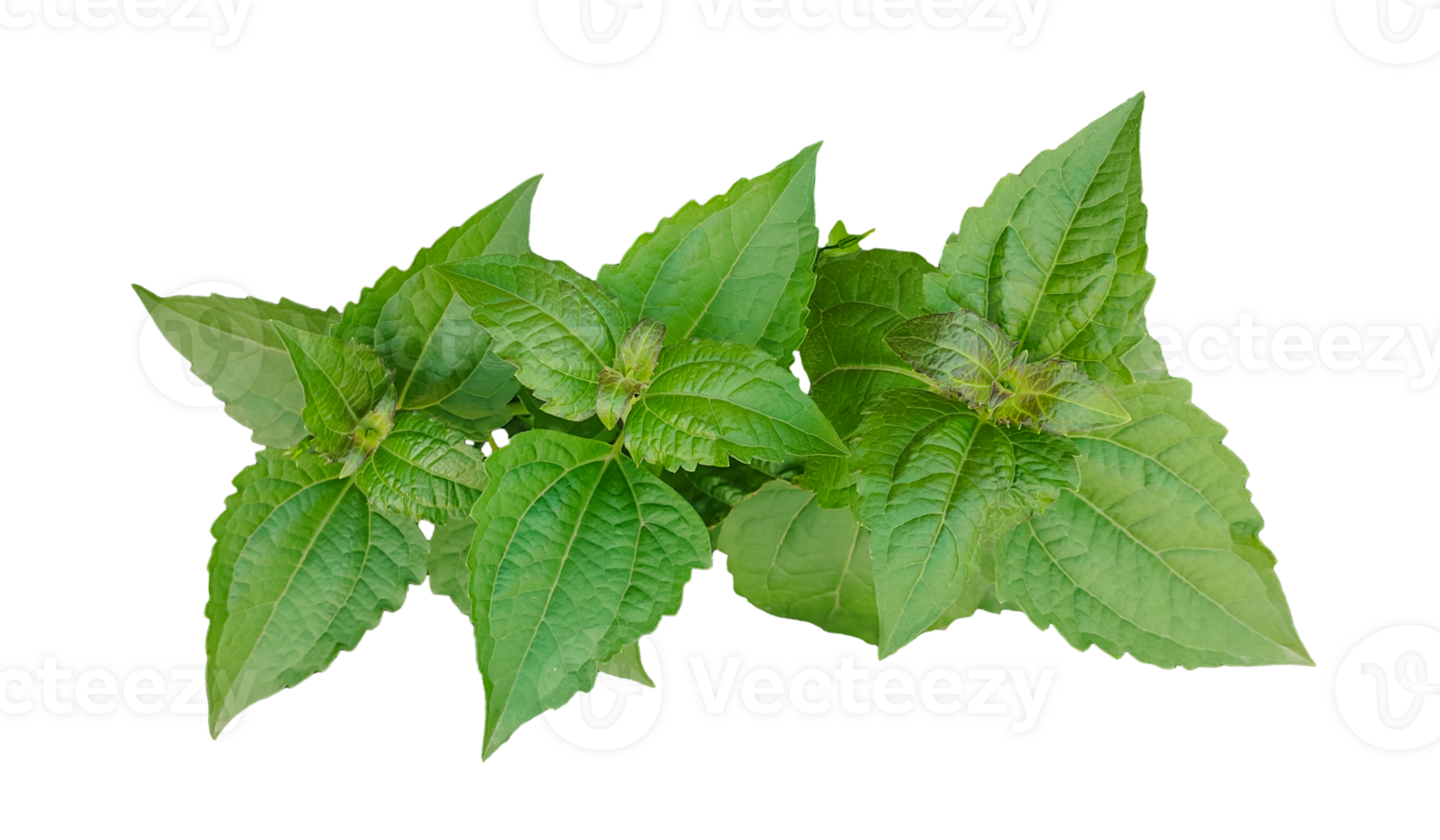 a basil plant on a transparent background, green leaves of a plant on a transparent background, green basil plant on transparent background, png