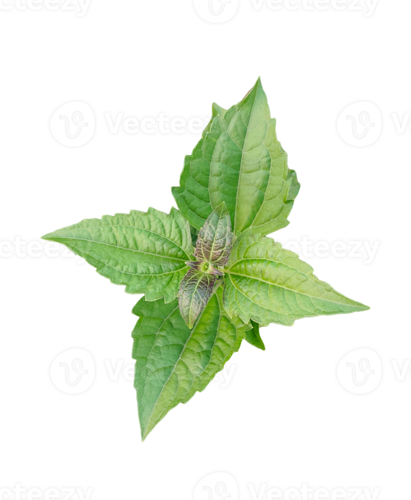 A green leaves of a plant on a transparent background, green basil plant on transparent background, png
