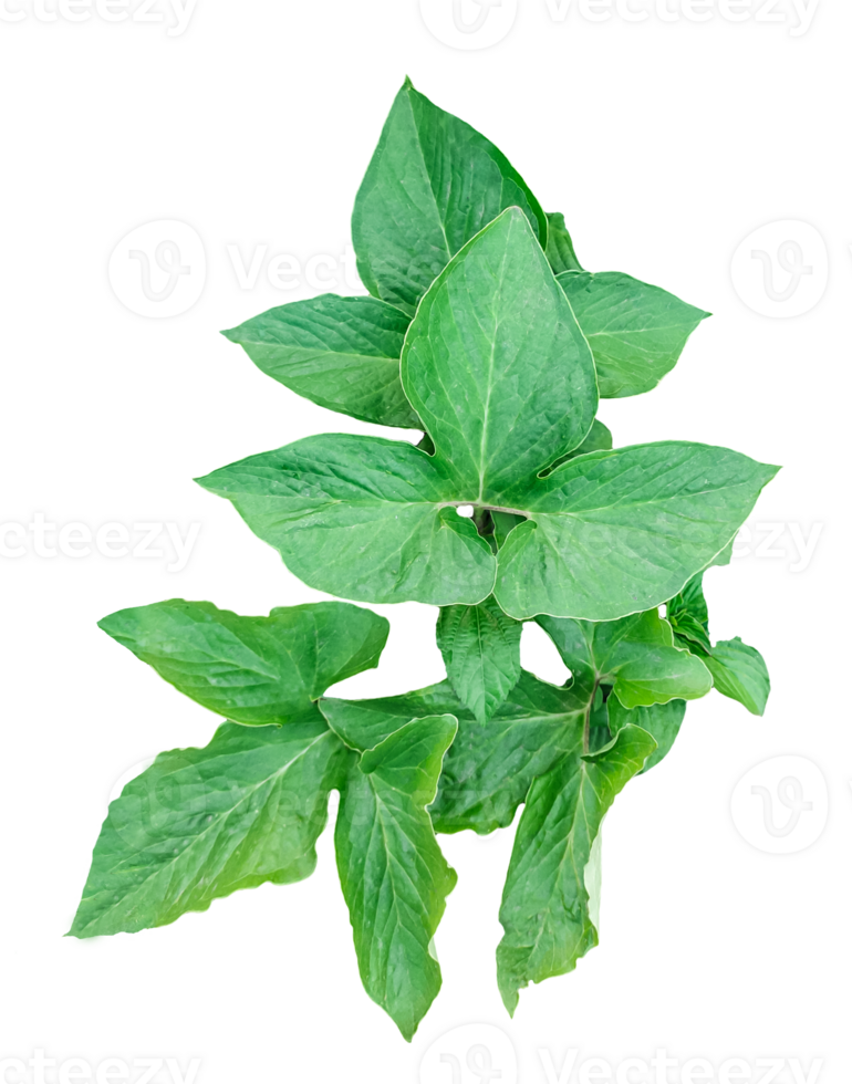 green leaf plant on transparent background, green leaves of a plant on a transparent background, green basil plant on transparent background, png